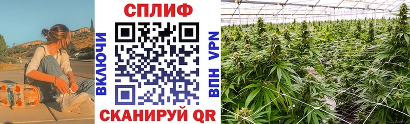 Каннабис SATIVA & INDICA  Суздаль 